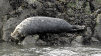 Seals on Incholm